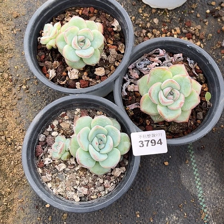 阿雅园艺。 3794泡芙