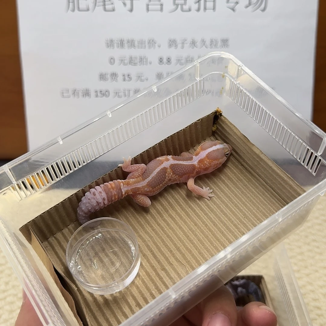 肥尾守宫奶橘 妹妹