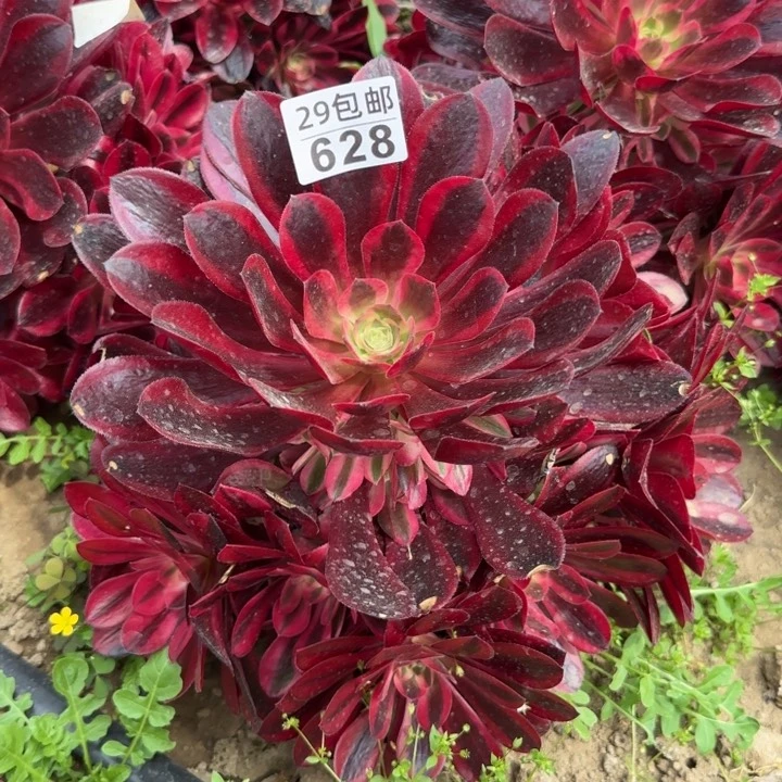 美杜……多肉植物……