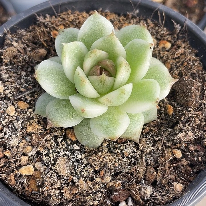 绿水晶锦。锦龙一物一拍