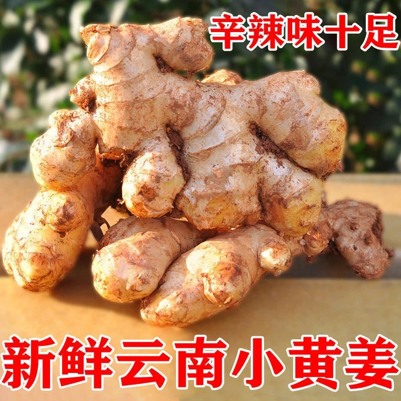 云南小黄姜山地种植新鲜老姜土姜月子姜生姜辛辣浓郁露天种植D1