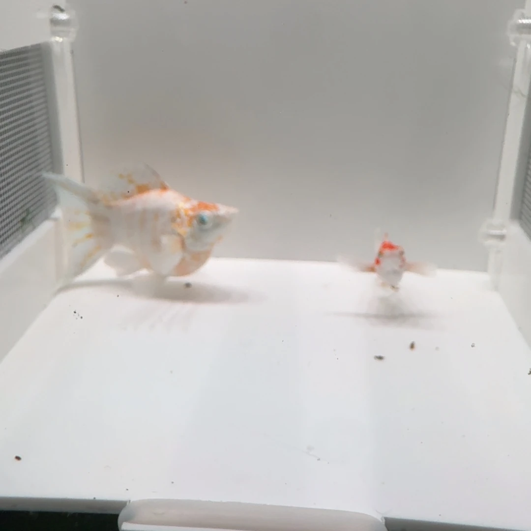 黑玛丽鱼樱花种鱼