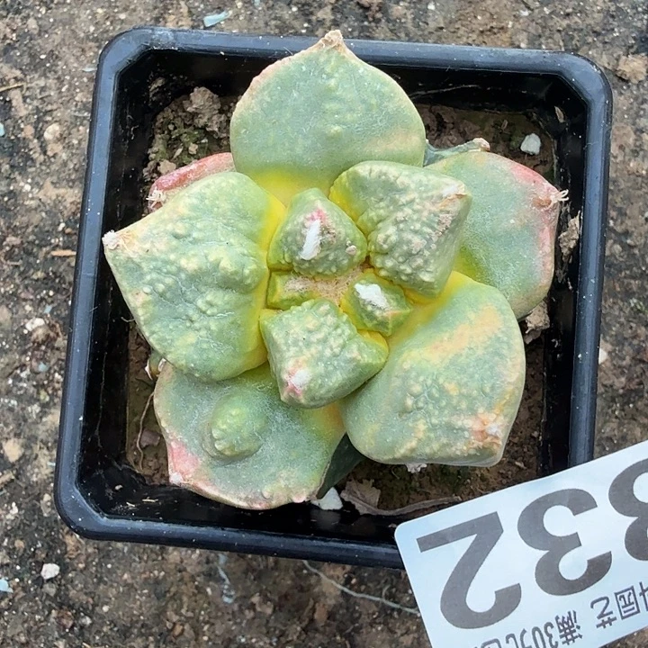 无花朵332龟甲牡丹锦东三