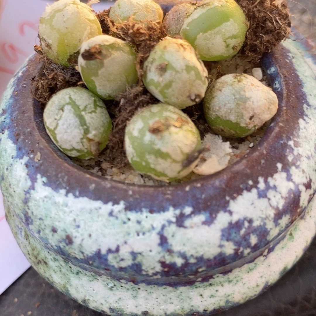 24147哈默灯泡1颗。