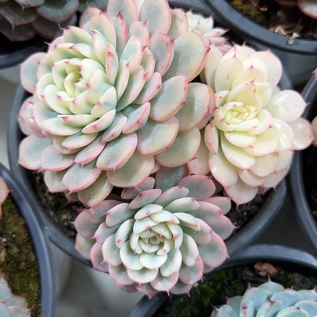 满38包邮姬莲锦群