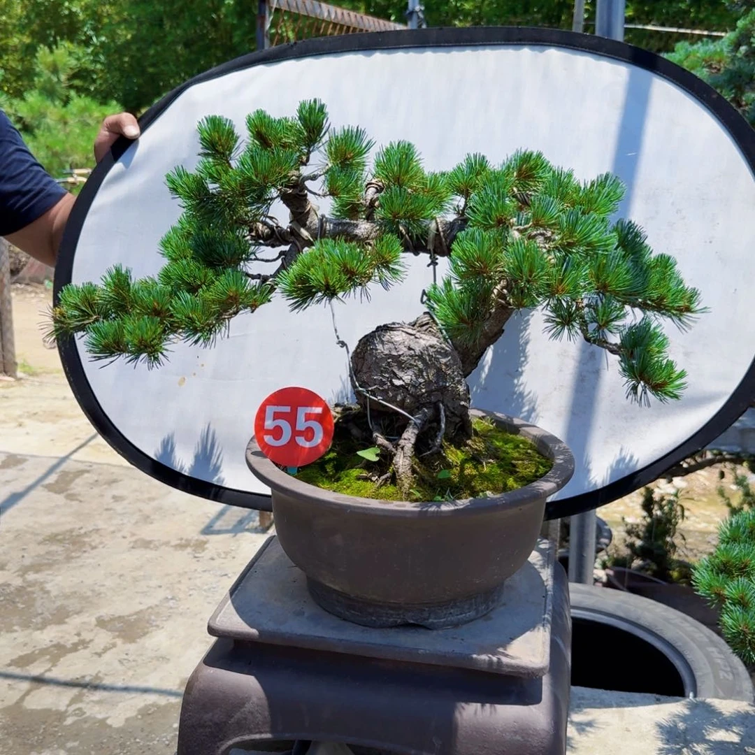 丫***补无花朵松树盆景精品