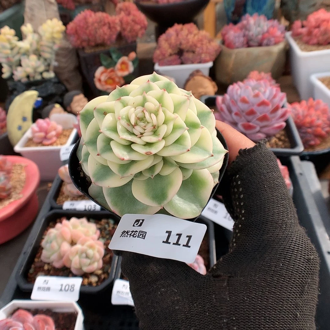 111蜡牡丹锦多肉植物6666