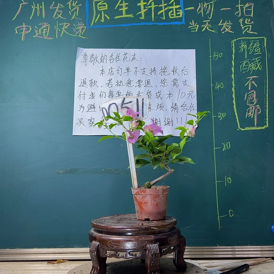当前无花栽培后可以开花巴西紫掌中宝00511
