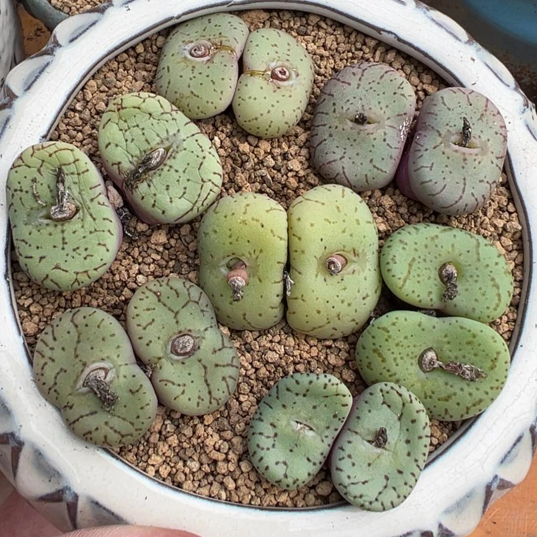 量拍双头荷叶安贞5颗