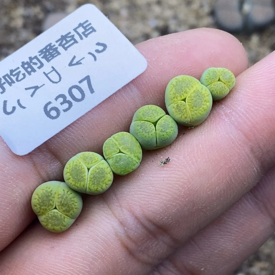 6307。全窗黄巴黎奔。。。。