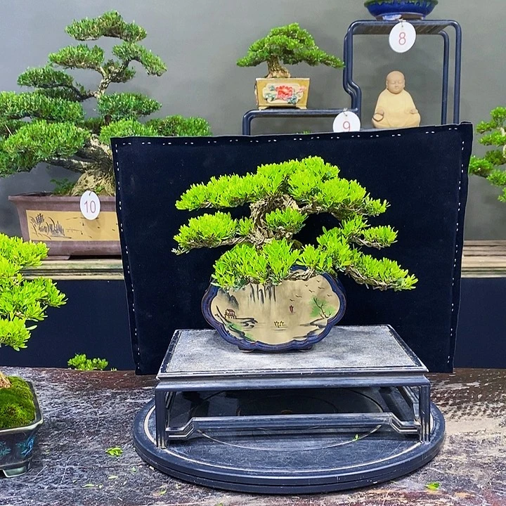 无花朵M黄杨盆景四季常青