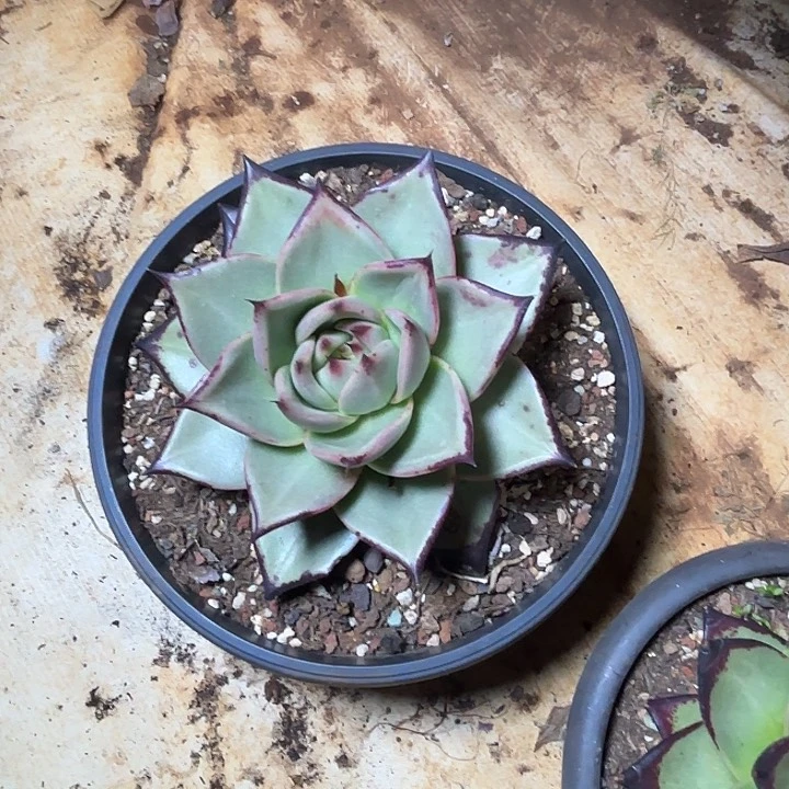 宽叶  乌木      黑檀