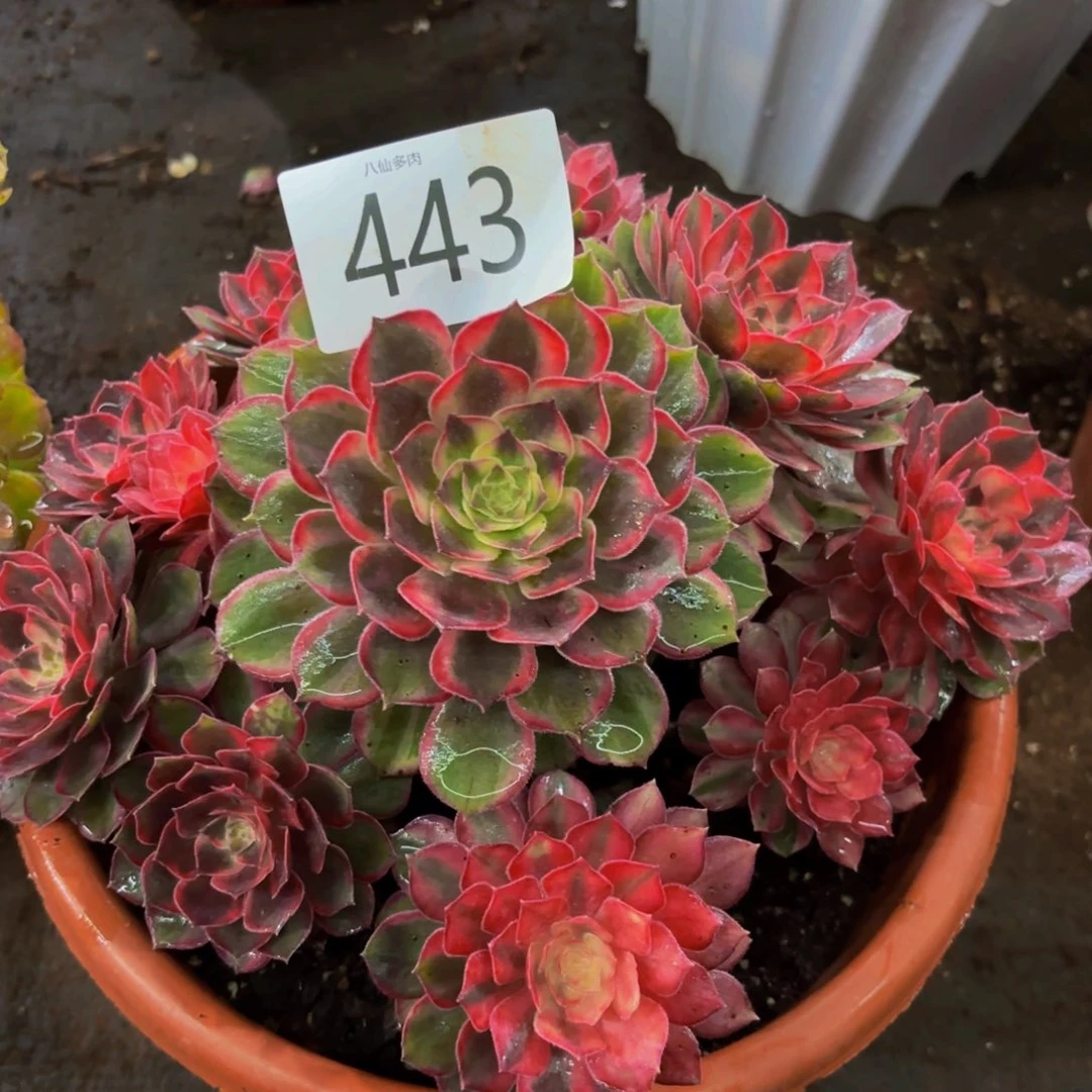 443多肉植物黑膜锦