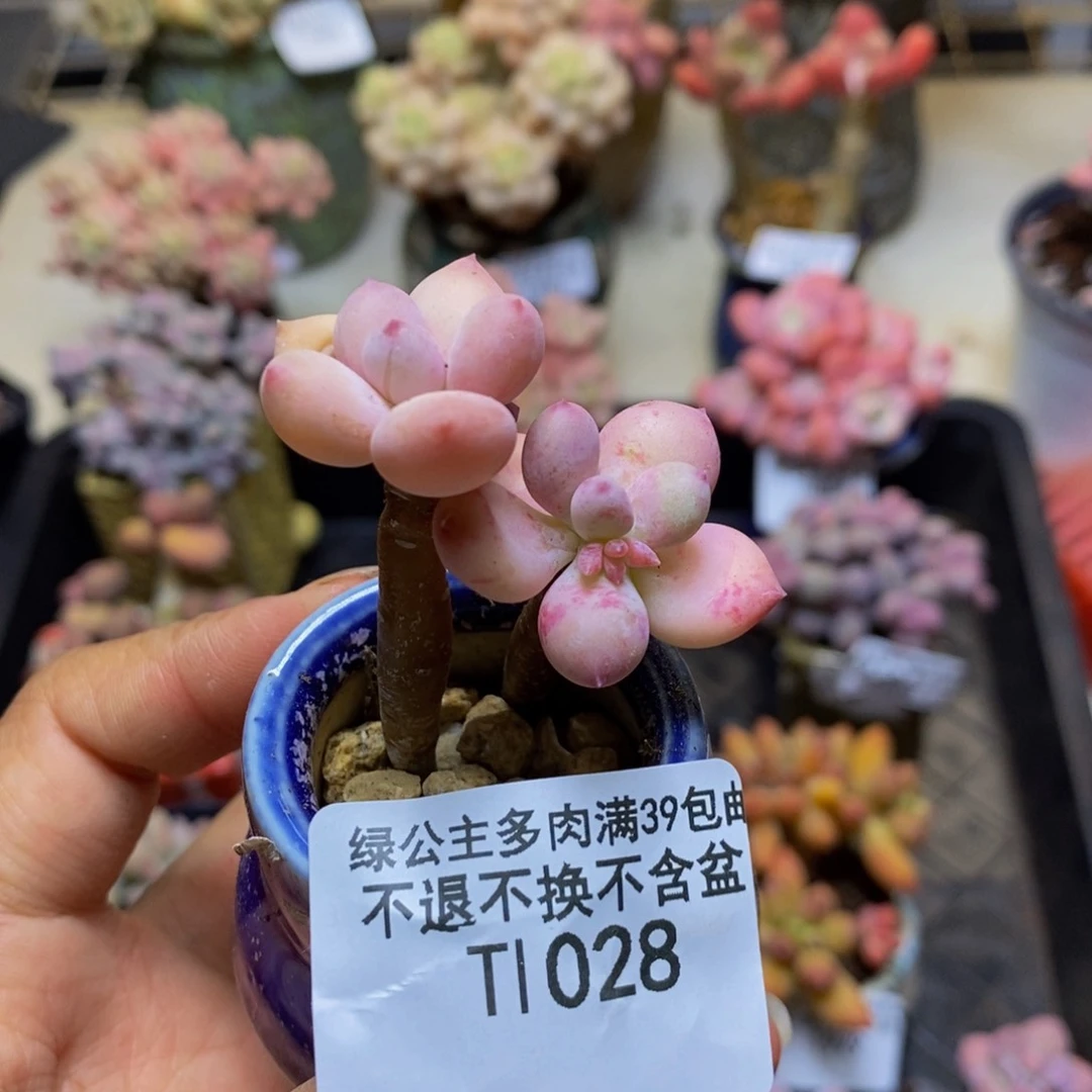 028苹果奶四代多肉3c m