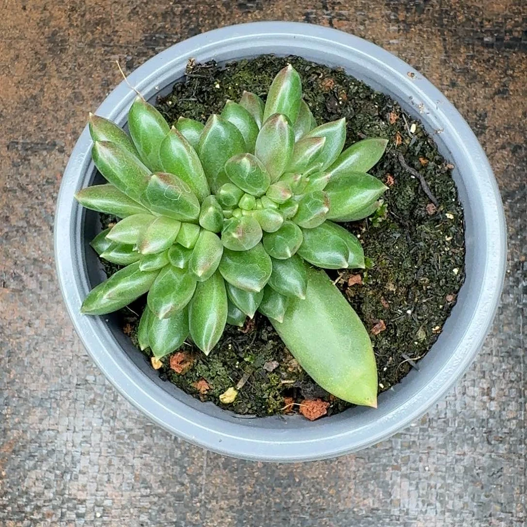 柏拉图缀化一颗多肉植物