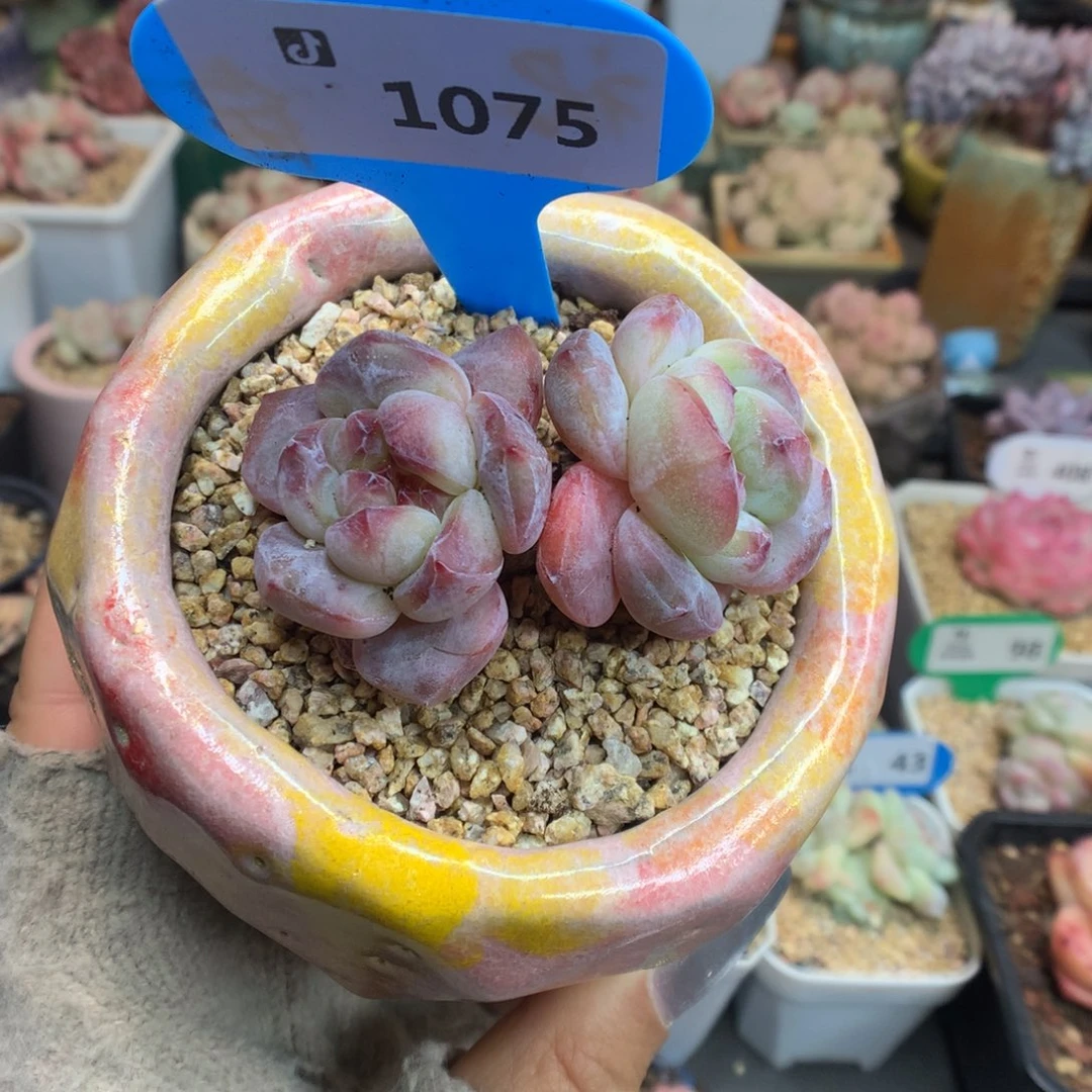 1075紫魄多肉植物一物一拍