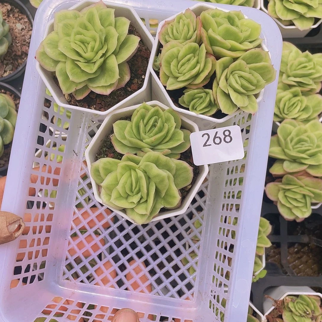 268。 冰玫瑰拉丝锦。