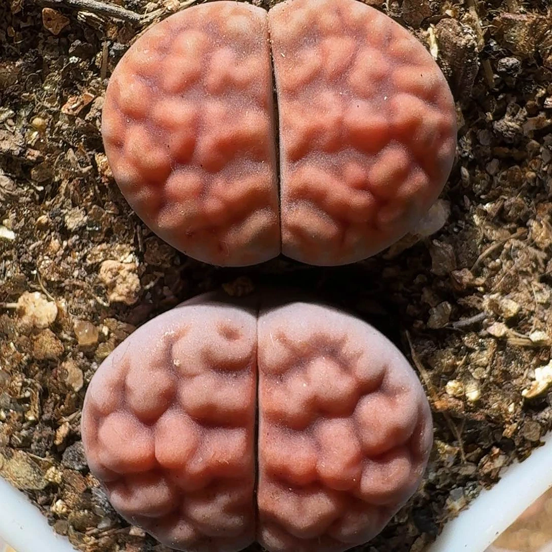 生石花等111111111。    255