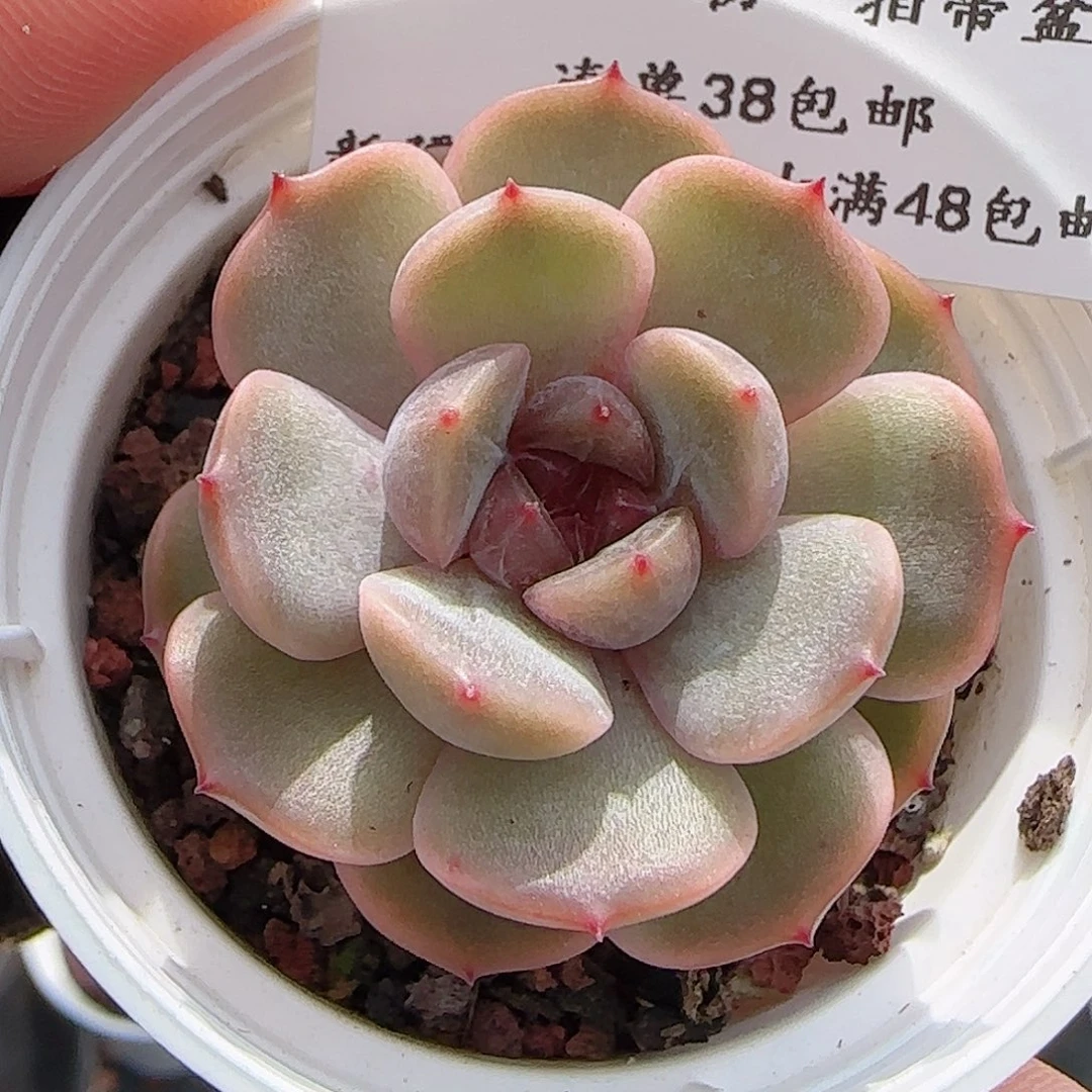 多肉0707-121红恋