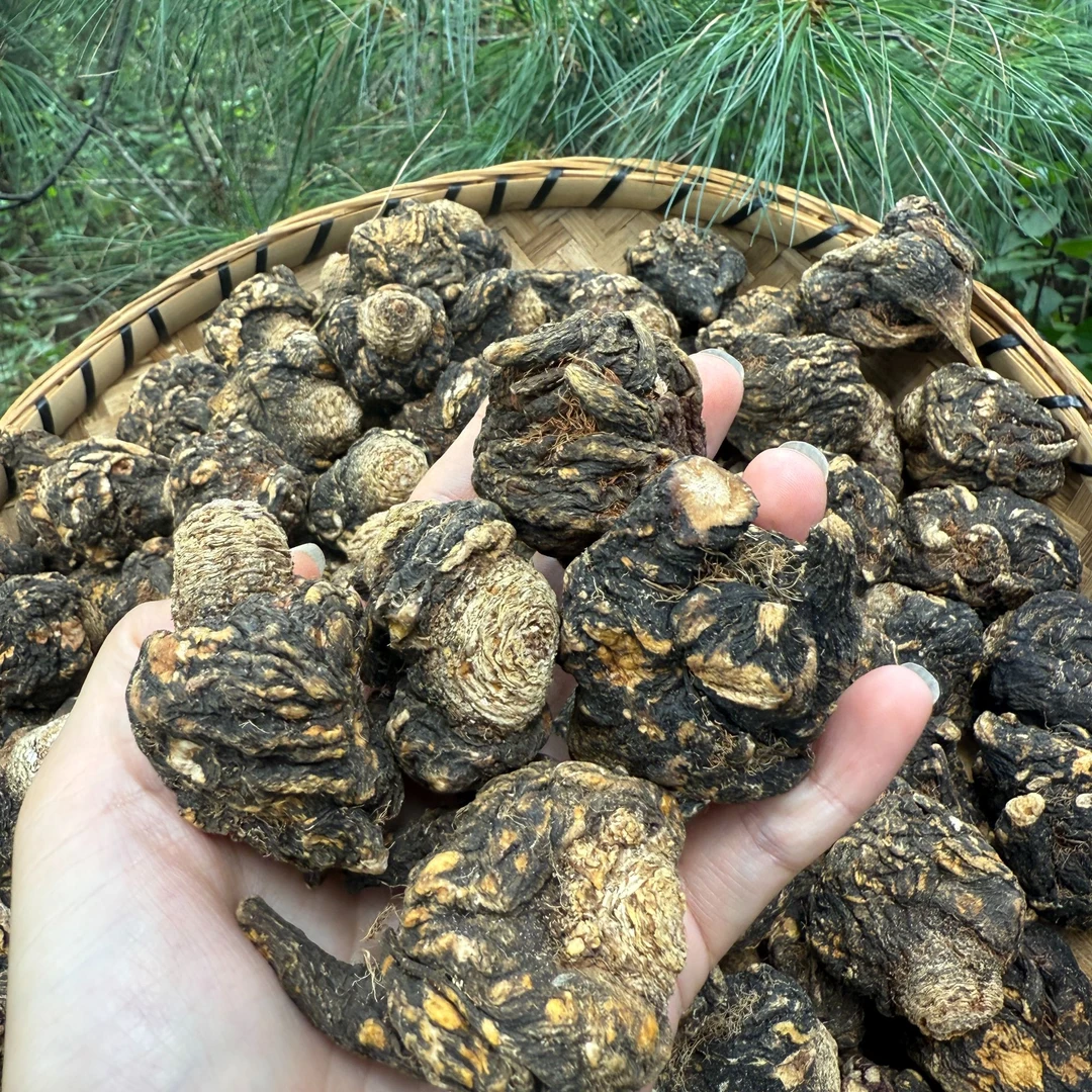 云南正宗丽江深山黑卡根  一斤不超过20个头