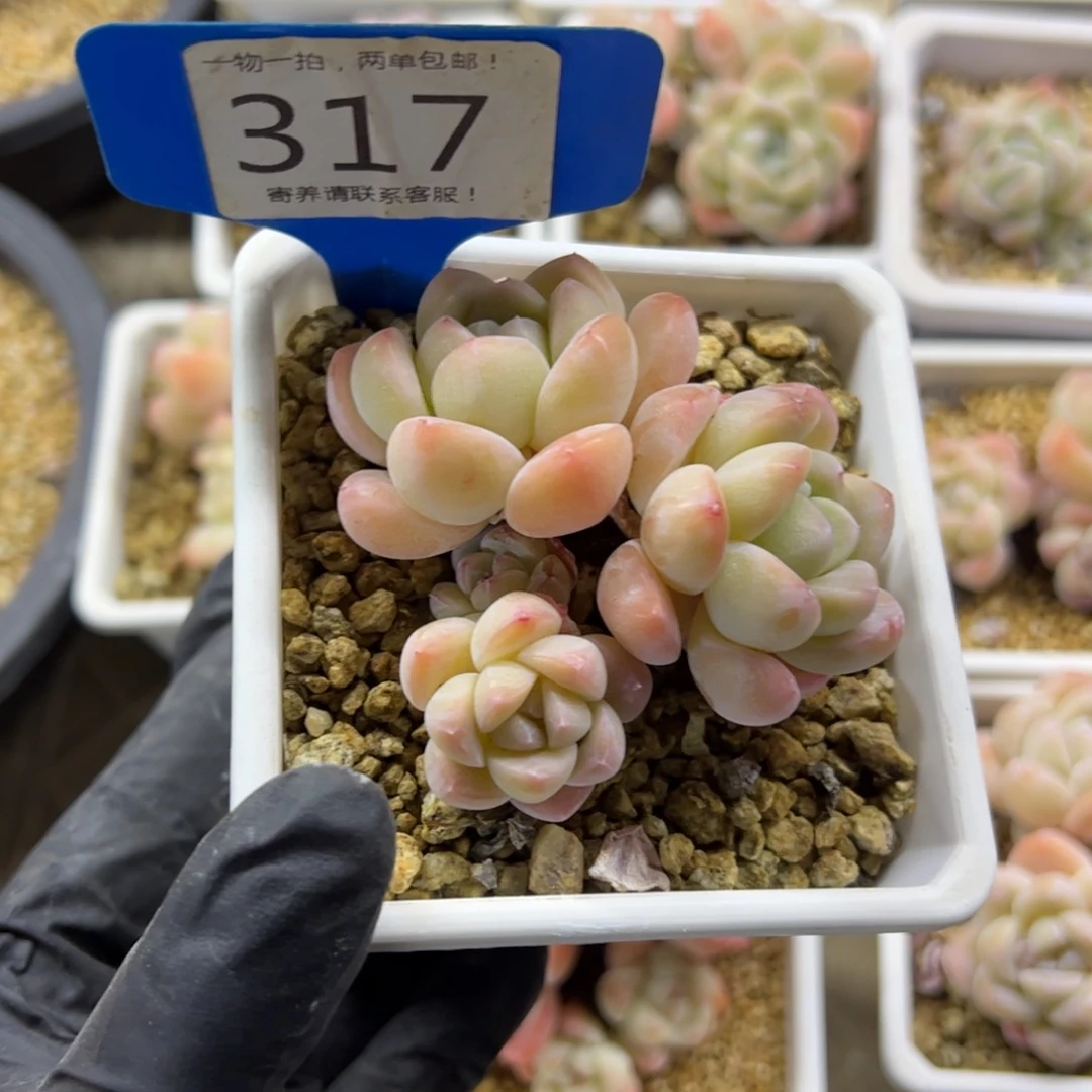 红陶317号多肉植物