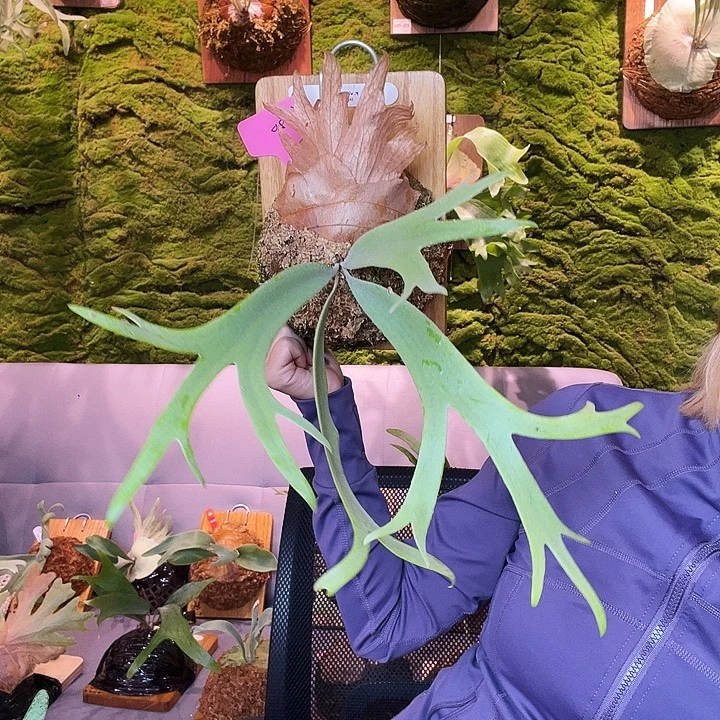 不开花植物nook spa