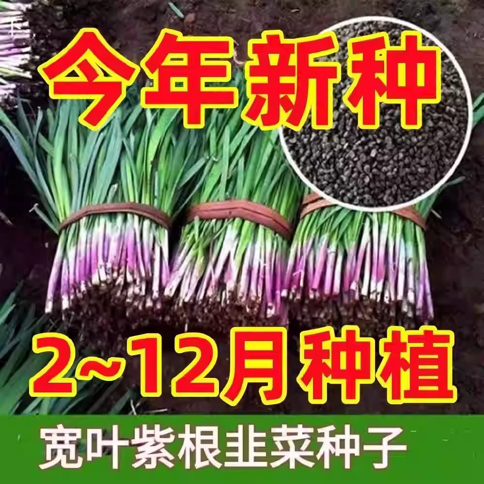 【新疆包邮】韭菜种子【籽】九菜籽室内外蔬菜可食用盆栽