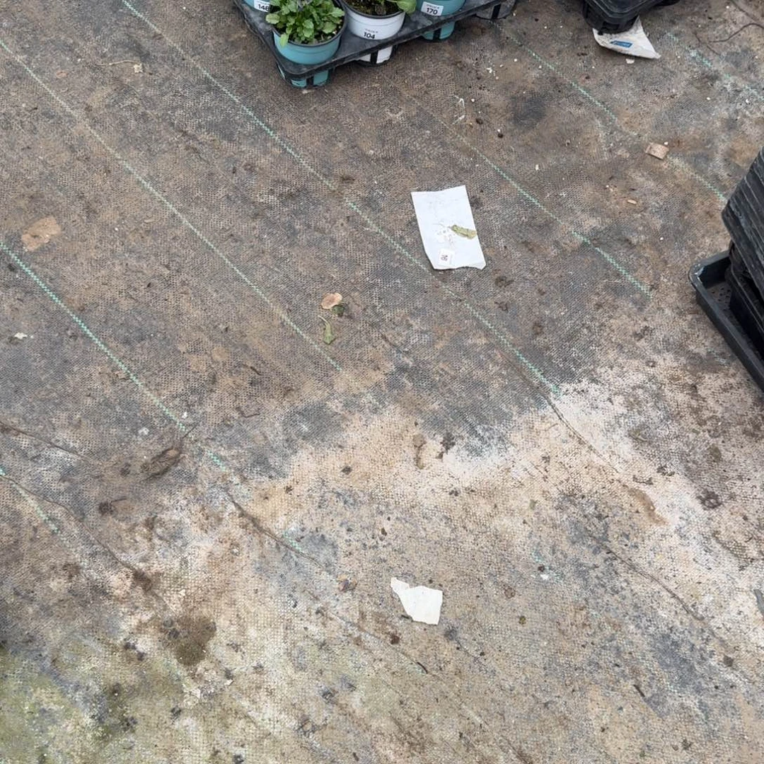 无花朵玫瑰报春随机1棵加角堇随机三棵