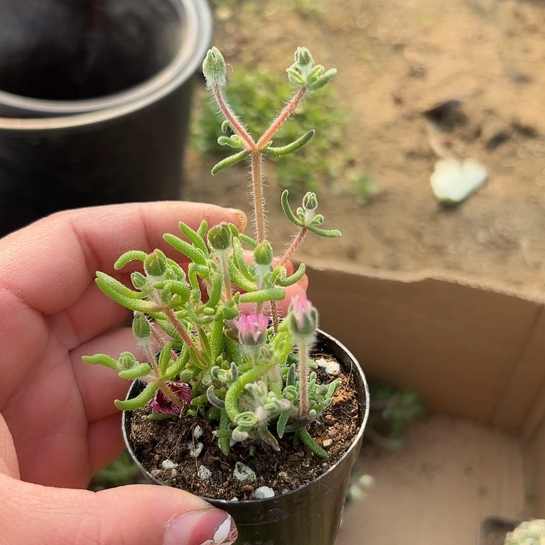 多肉植物九尾狐枝干