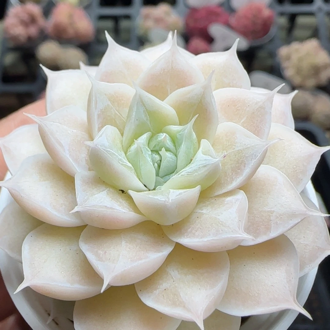 花语逸境0221-811