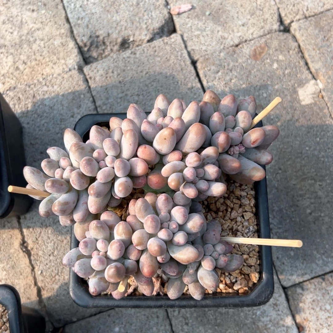 无花朵桃花奶1111111111