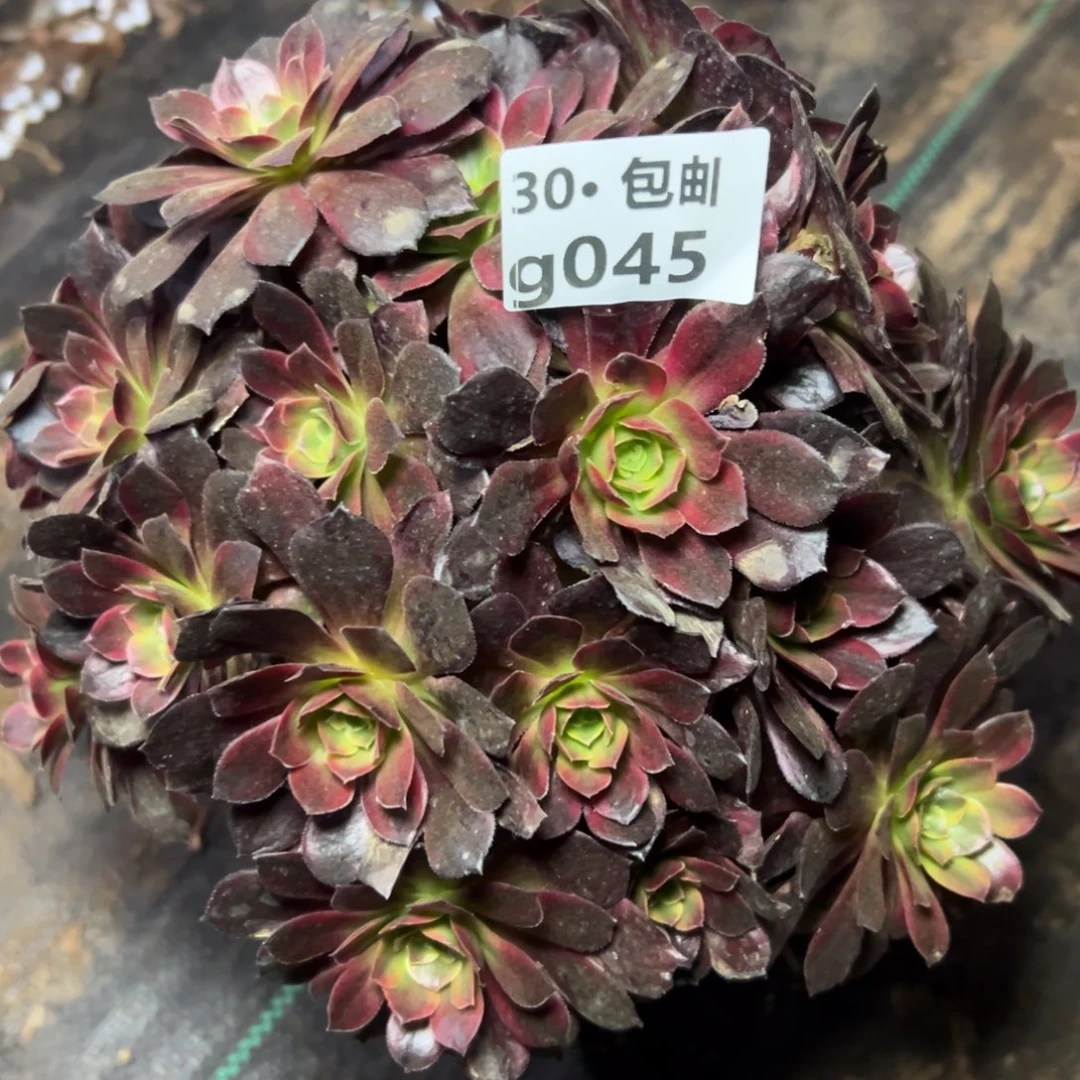 045安娜处理瑕疵多肉法师