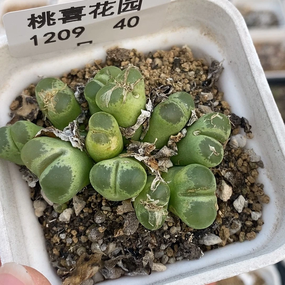 麦**姐1209-40-绿眼睛。