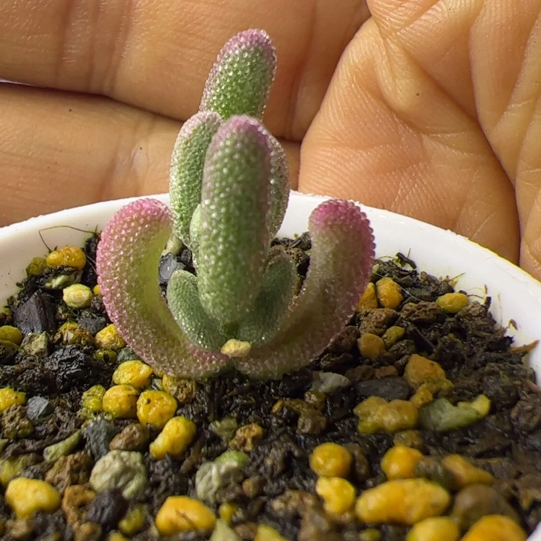 开播福利多肉植物枝干超紫