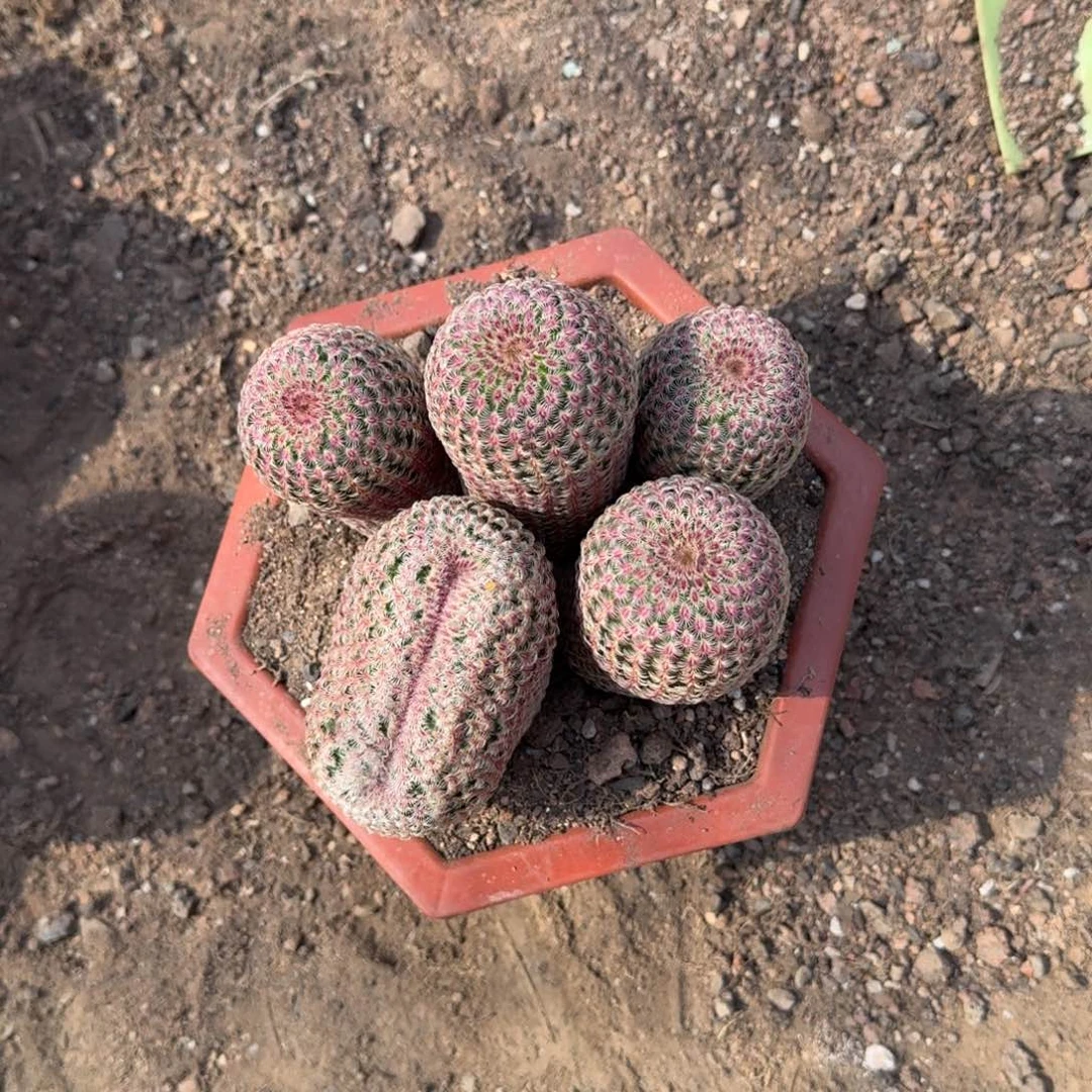 潘***杰可口可乐了可口可乐了了