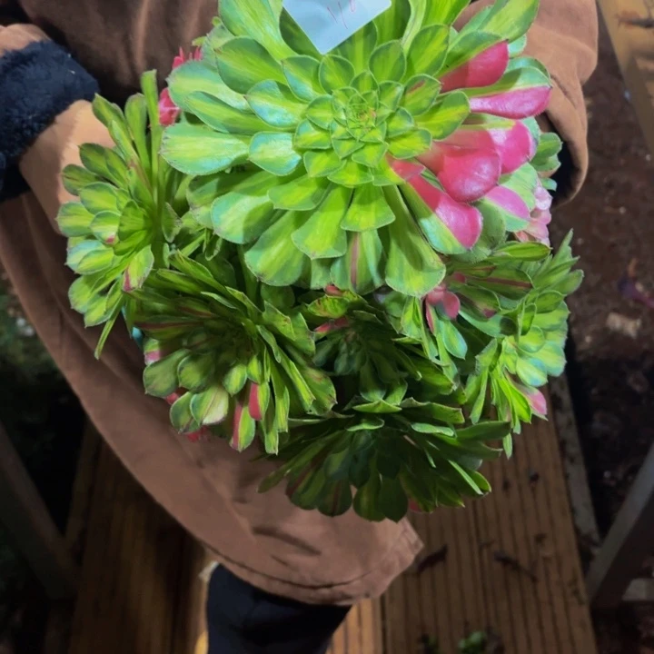 云南知否好看110号