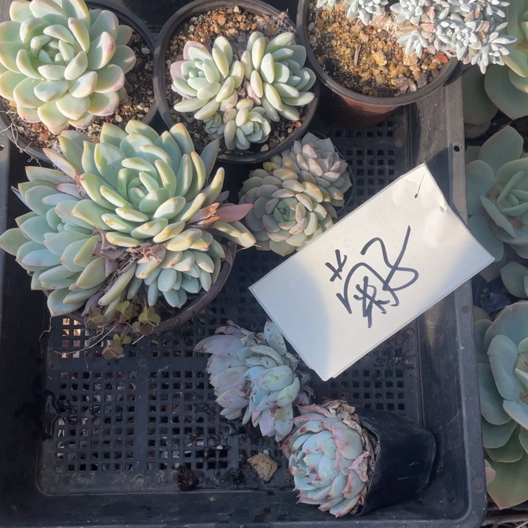 菊*菊子一物一拍筐拍