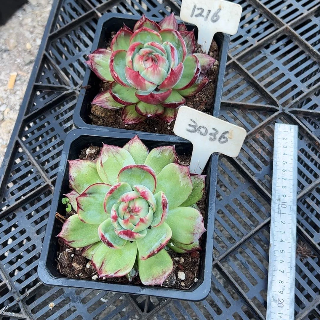 惊鸿仙子3036.1216号