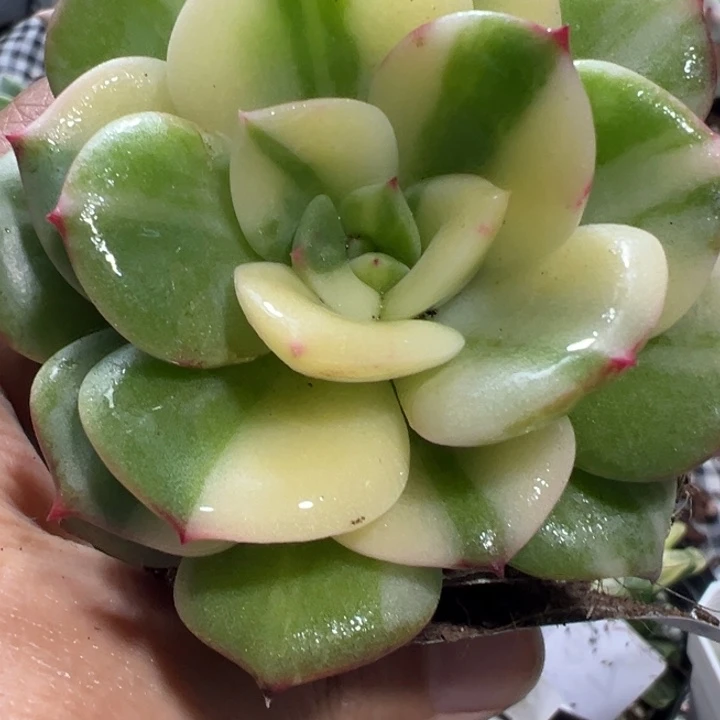 三文鱼锦多肉植物1368