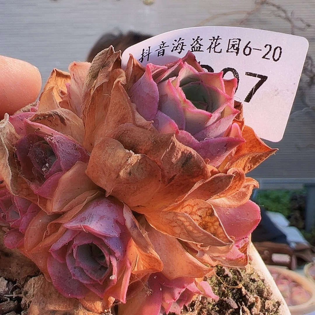 倾**光福袋 福袋 福袋 B907.907