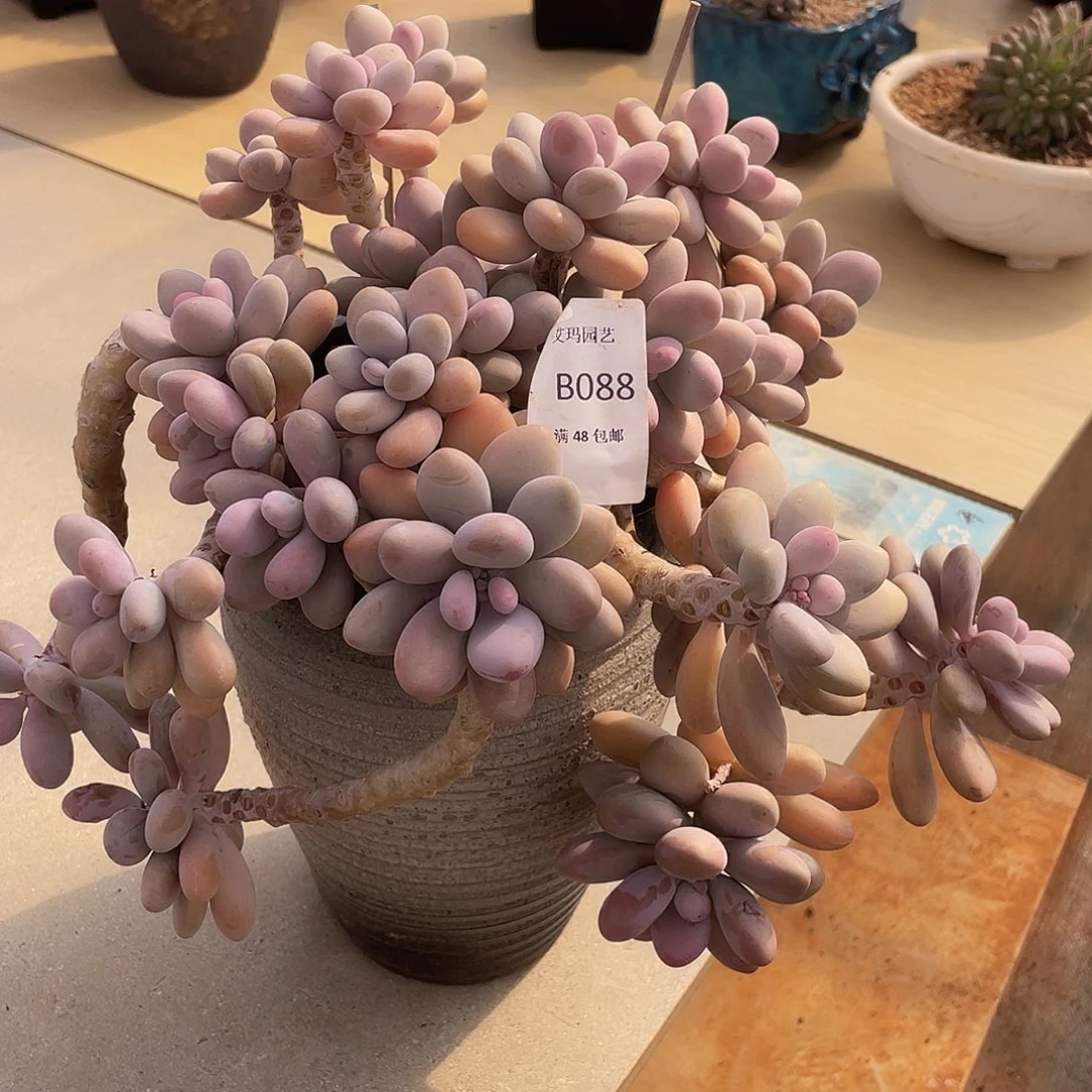 桃蛋送盆多肉多肉多肉