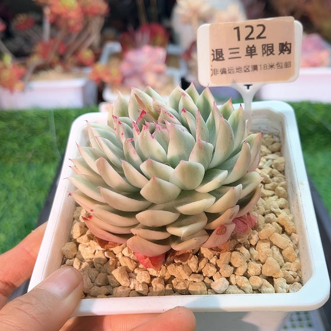 ?****凉卉森精品多肉编号122