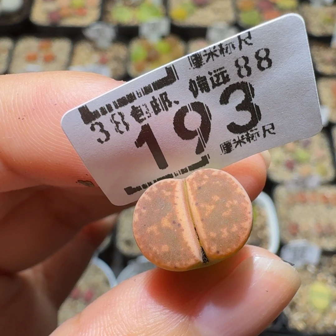 ？***Sssss精品生石花193