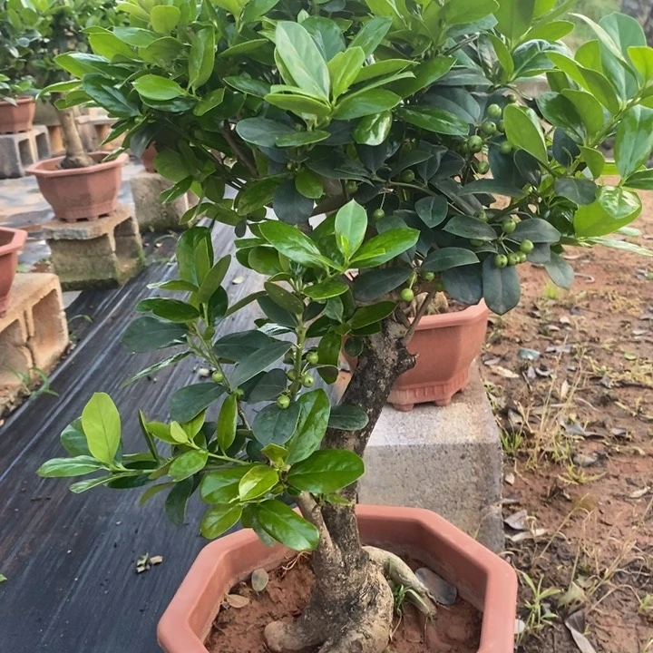 无花朵妄*无刺枸骨金玉满堂