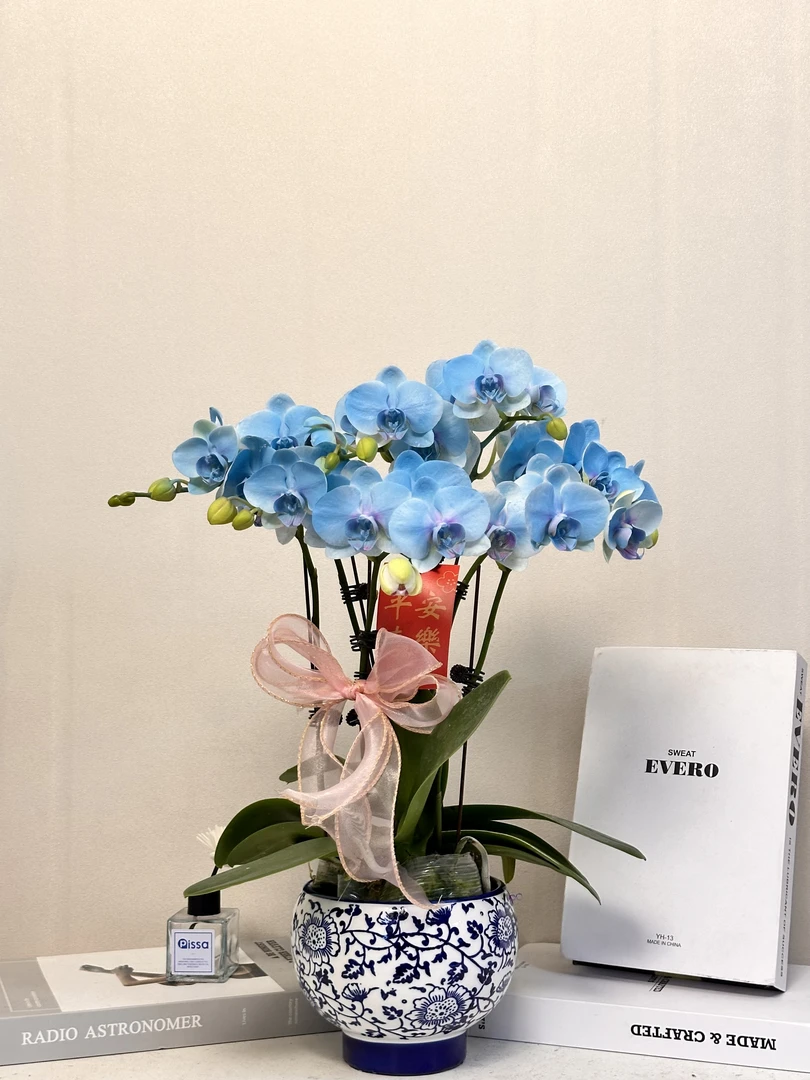 蝴蝶兰【蓝色精灵】秋冬耐寒四季开花植物提取染色工艺 多样性发货