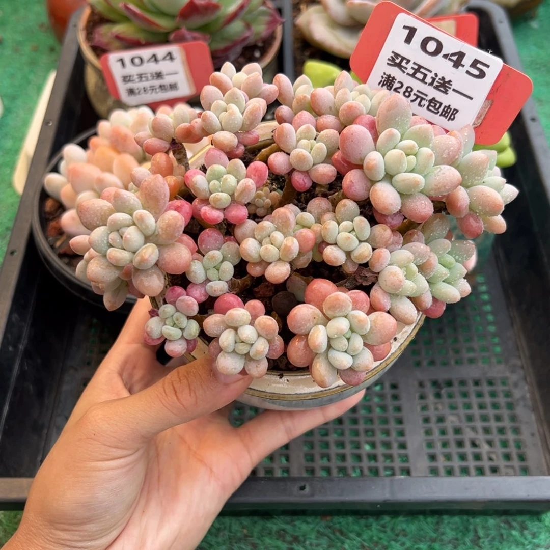 表妹精品多肉植物1045.