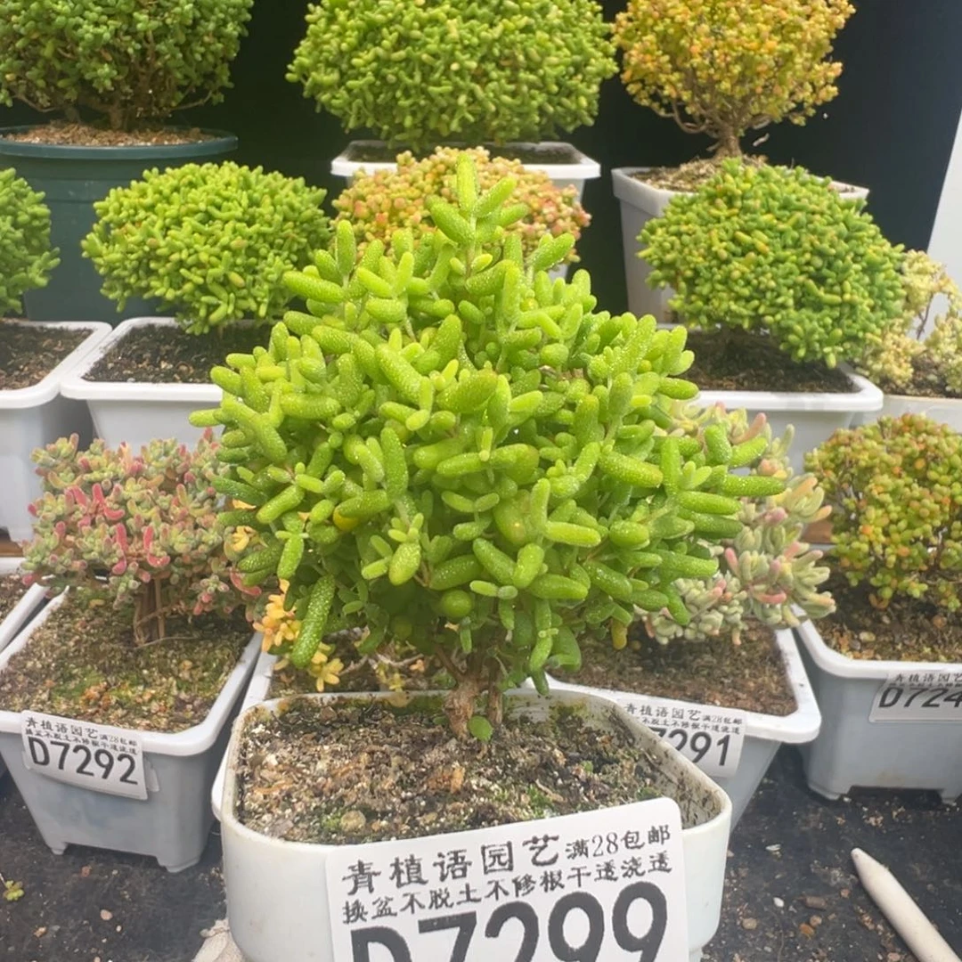 D7299蜜桔糖球枝干
