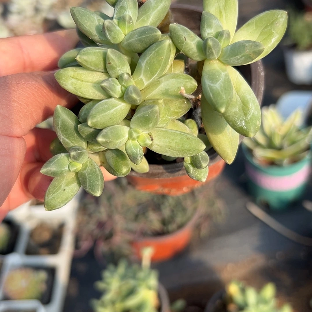 多肉植物千代田老庄