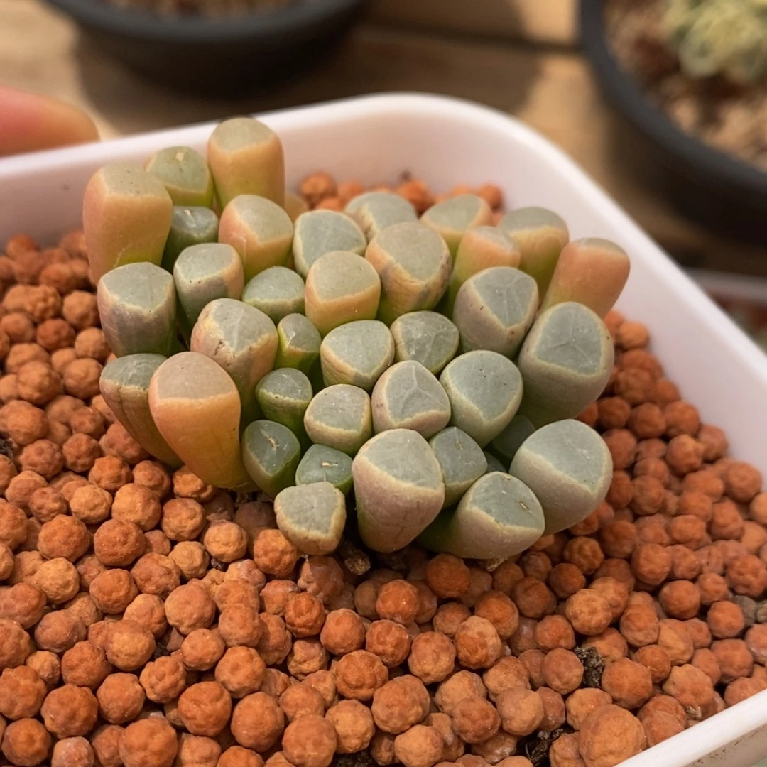五十铃玉多肉植物6929