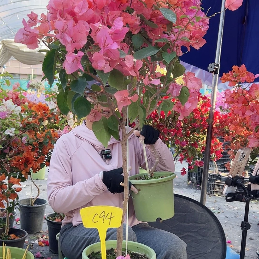 婷***婷大部分花苞少量开放C94波妹